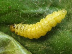 Herpetogramma aeglealis later instar caterpillar by Beatriz Moisset. Used under a CC BY-SA 4.0 license.