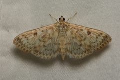 Herpetogramma aquilonalis by Braden J. Judson. Used under a CC0 license.