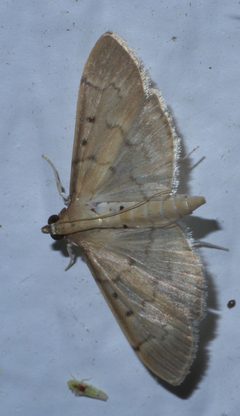 Herpetogramma bipunctalis P1290516a by 
xpda. Used under a CC BY-SA 4.0 license.
