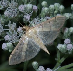 Herpetogramma bipunctalis P1290992a by 
xpda. Used under a CC BY-SA 4.0 license.
