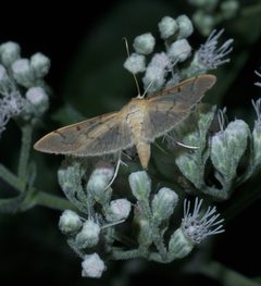 Herpetogramma bipunctalis P1300010a by 
xpda. Used under a CC BY-SA 4.0 license.