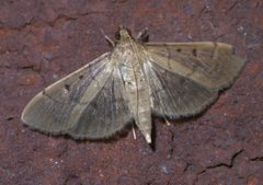 Herpetogramma bipunctalis P1340698a by 
xpda. Used under a CC BY-SA 4.0 license.