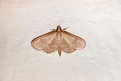 Crambidae- Herpetogramma theseusalis by Kristof Zyskowski &amp; Yulia Bereshpolova. Used under a CC BY 2.0 license.