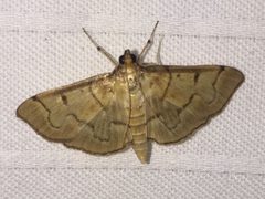 Herpetogramma theseusalis by Alan Kneidel. Used under a CC0 license.