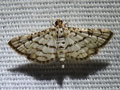 Hileithia aplicalis by Sam Kieschnick. Used under a CC BY 4.0 license.