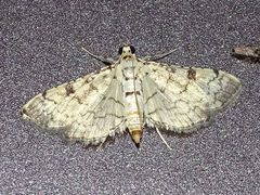 Hileithia differentialis by iNaturalist user: mbelitz. Used under a CC0 license.