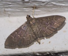 Pilocrocis ramentalis P1320263a by 
xpda. Used under a CC BY-SA 4.0 license.