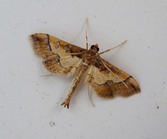 Hydriris ornatalis. Crambidae - Flickr - gailhampshire by gailhampshire from Cradley, Malvern, U.K. Used under a CC BY 2.0 license.