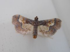 Hydriris ornatalis Albano Laziale by Syrio. Used under a CC BY-SA 4.0 license.