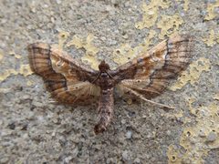 Hydriris ornatalis Lucca 02 by Syrio. Used under a CC BY-SA 4.0 license.