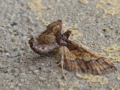 Hydriris ornatalis Lucca 03 by Syrio. Used under a CC BY-SA 4.0 license.