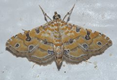 Ommatospila narcaeusalis P1320283b by 
xpda. Used under a CC BY-SA 4.0 license.
