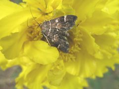 Hymenia perspectalis by Kristina Simms. Used under a CC BY 3.0 us license.