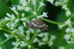 Hymenia perspectalis 06135 by Vengolis. Used under a CC BY-SA 4.0 license.