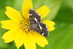 Hymenia perspectalis 09511 by Vengolis. Used under a CC BY-SA 4.0 license.