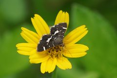 Hymenia perspectalis 09614 by Vengolis. Used under a CC BY-SA 4.0 license.