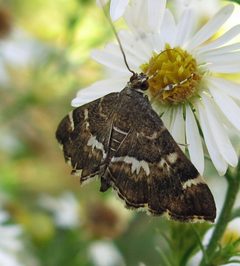 Hymenia perspectalis 1 by Jacy Lucier. Used under a CC BY-SA 4.0 license.