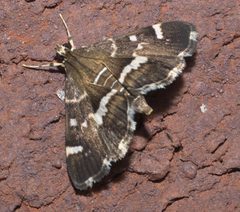 Hymenia perspectalis P1240453a by 
xpda. Used under a CC BY-SA 4.0 license.