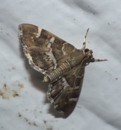 Hymenia perspectalis P1310019a by 
xpda. Used under a CC BY-SA 4.0 license.