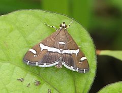 Spoladea recurvalis-Crambidae milindbhakare1 by Milind bhakare. Used under a CC BY-SA 4.0 license.