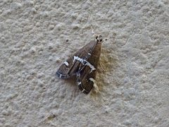 Spoladea recurvalis 01 by Syrio. Used under a CC BY-SA 4.0 license.