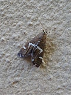 Spoladea recurvalis 02 by Syrio. Used under a CC BY-SA 4.0 license.