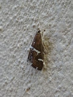Spoladea recurvalis 03 by Syrio. Used under a CC BY-SA 4.0 license.