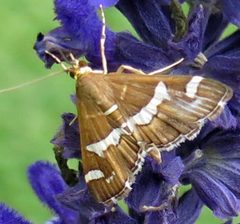 Spoladea recurvalis 1 by Jacy Lucier. Used under a CC BY-SA 4.0 license.