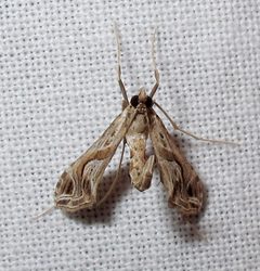 Lineodes integra by Jacy Lucier. Used under a CC BY-SA 4.0 license.