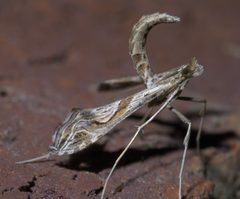 Lineodes integra P1650572a by 
xpda. Used under a CC BY-SA 4.0 license.