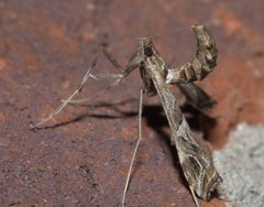 Lineodes interrupta P1110832b by 
xpda. Used under a CC BY-SA 4.0 license.