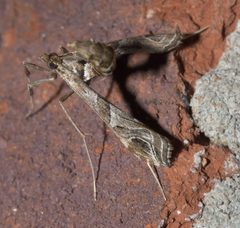 Lineodes interrupta P1110833b by 
xpda. Used under a CC BY-SA 4.0 license.