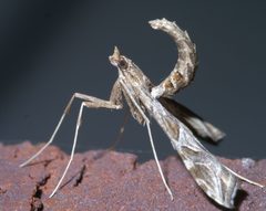 Lineodes interrupta P1370061a by 
xpda. Used under a CC BY-SA 4.0 license.