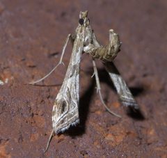 Lineodes interrupta P1550482a by 
xpda. Used under a CC BY-SA 4.0 license.