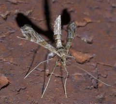 Lineodes interrupta P1560128a by 
xpda. Used under a CC BY-SA 4.0 license.