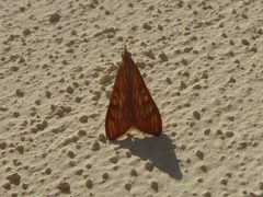 Antigastra catalaunalis 01 by Syrio. Used under a CC BY-SA 4.0 license.