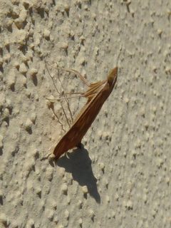 Antigastra catalaunalis 02 by Syrio. Used under a CC BY-SA 4.0 license.