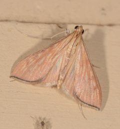 Antigastra catalaunalis 74372975 by John Walter. Used under a CC BY 4.0 license.