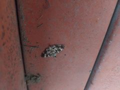 Chabula acamasalis on brick wall by Noroi. Used under a CC0 license.