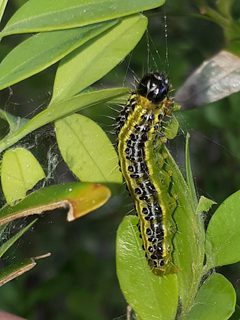 Cydalima perspectalis 134542611 by Markus Krieger. Used under a CC BY 4.0 license.