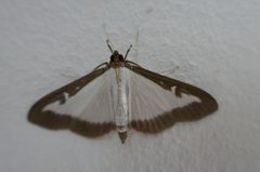Cydalima perspectalis 136287240 by Nino. Used under a CC BY 4.0 license.