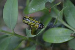 Cydalima perspectalis 137429580 by Matthew Vosper. Used under a CC BY 4.0 license.