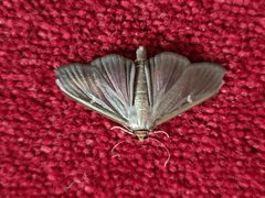 Cydalima perspectalis 137647007 by agosti. Used under a CC0 license.