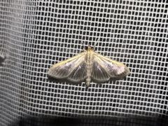 Cydalima perspectalis 141625533 by mnauky. Used under a CC BY 4.0 license.