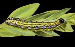 Cydalima perspectalis caterpillar by 
Didier Descouens. Used under a CC BY-SA 4.0 license.