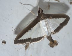 Diaphania hyalinata P1120612a by 
xpda. Used under a CC BY-SA 4.0 license.