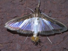 Diaphania hyalinata P1340471a by 
xpda. Used under a CC BY-SA 4.0 license.