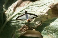 Diaphania hyalinata adult by Alton N. Sparks, Jr.. Used under a CC BY 3.0 us license.