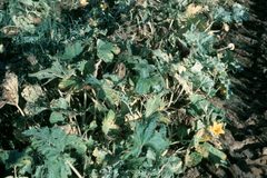 Diaphania hyalinata damage by Alton N. Sparks, Jr.. Used under a CC BY 3.0 us license.
