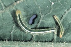 Diaphania hyalinata larva by Alton N. Sparks, Jr.. Used under a CC BY 3.0 us license.